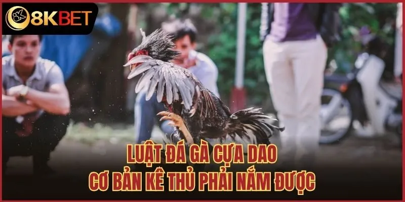 Luật đá gà cựa dao cơ bản kê thủ phải nắm được